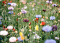 Wildflowers Adapting to Insect Apocalypse by Pollinating Themselves, Scientists Say