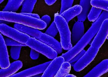Scientists Coax Bacteria Into Making Exotic Proteins Not Found in Nature