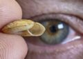 Team finds 9 new species of tiny, meat-eating snails