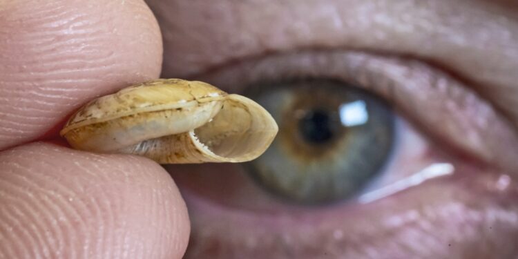 Team finds 9 new species of tiny, meat-eating snails