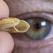 Team finds 9 new species of tiny, meat-eating snails