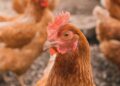 This AI Is Learning to Decode the ‘Language’ of Chickens