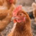 This AI Is Learning to Decode the ‘Language’ of Chickens