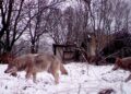 Chernobyl’s mutant wolves appear to have developed resistance to cancer, study finds | World News