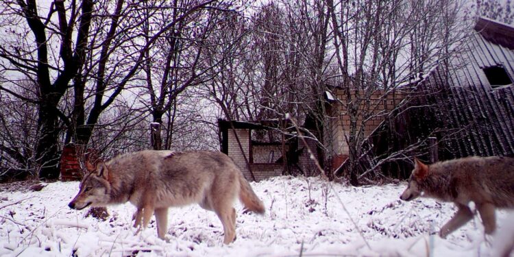 Chernobyl’s mutant wolves appear to have developed resistance to cancer, study finds | World News