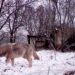 Chernobyl’s mutant wolves appear to have developed resistance to cancer, study finds | World News