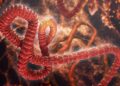 The Ubiquitin Key to Halting the Deadly Virus