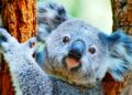 Why Australia has koalas and Spain has squirrels