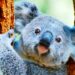 Why Australia has koalas and Spain has squirrels