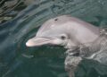 Highly Pathogenic Bird Flu Identified in Dead Florida Dolphin