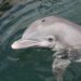 Highly Pathogenic Bird Flu Identified in Dead Florida Dolphin