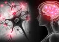New Alzheimer’s Disease Treatment Target Discovered