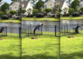 You Haven’t Lived Until You’ve Seen This Alligator Clumsily Try to Climb Over a Fence