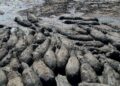 Endangered Hippos Stuck In Dried Ponds In Drought-Hit African Country