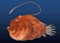 Study sheds light on anglerfish’s weird mating routine