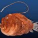 Study sheds light on anglerfish’s weird mating routine