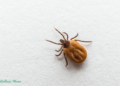 Tick Bites: Prevention and Safe Removal