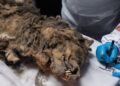 Scientists Checking 44,000-Year-Old Frozen Wolf for Ancient Viruses