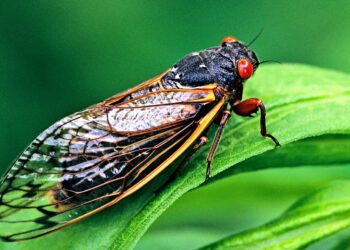 10 things you may not know about ‘super sneaky’ cicadas