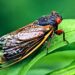10 things you may not know about ‘super sneaky’ cicadas