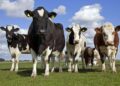 Proposed USDA Rule Would Require RFID Tracking on Cattle Moved Across State Lines