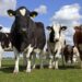 Proposed USDA Rule Would Require RFID Tracking on Cattle Moved Across State Lines