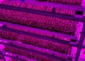 Four Myths About Vertical Farming Debunked by an Expert