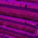Four Myths About Vertical Farming Debunked by an Expert