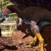 Clues hint newly discovered dinosaur lived underground