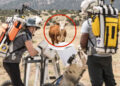 NASA Astronauts Run Into Cow While Practicing for Lunar Landing