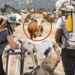 NASA Astronauts Run Into Cow While Practicing for Lunar Landing