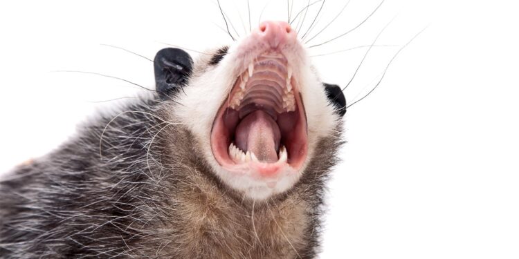 COVID virus is widespread in Virginia animals