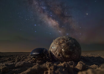 130-Million-Year-Old Navigation Trick Could Transform Space and Drone Tech