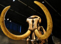 People didn’t kill Ice Age mammoths like in the movies
