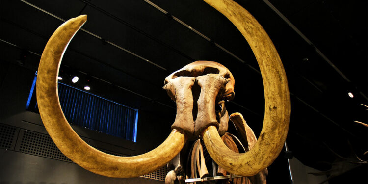 People didn’t kill Ice Age mammoths like in the movies
