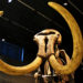 People didn’t kill Ice Age mammoths like in the movies