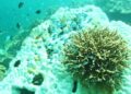 Rising temps threaten the Great Barrier Reef’s existence