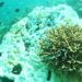 Rising temps threaten the Great Barrier Reef’s existence