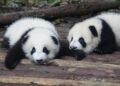 First Panda Stem Cells Made in the Lab Bring New Hope for These Beloved Bears