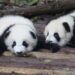 First Panda Stem Cells Made in the Lab Bring New Hope for These Beloved Bears