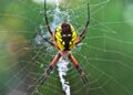 How spiders use weird web tricks to snare prey