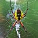 How spiders use weird web tricks to snare prey