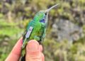 Tiny ‘backpacks’ aid hummingbird conservation