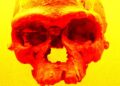 Scientists Say Skeletons Show Ancient Humans With Huge Heads