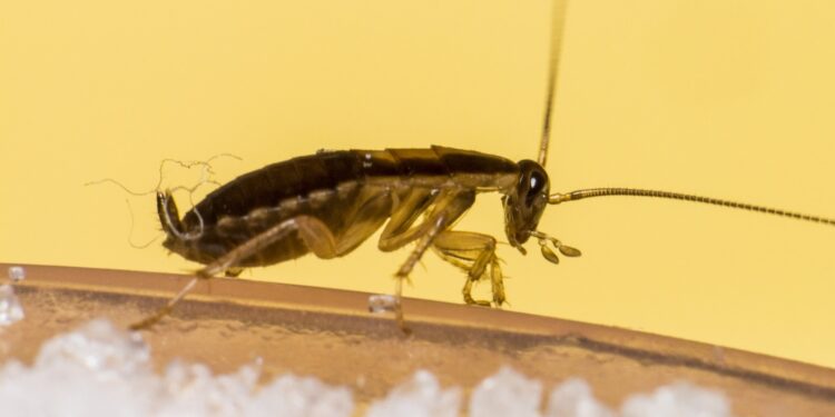 Automated Cyborg Cockroach Factory Could Churn Out a Bug a Minute for Search and Rescue