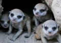 Meerkat pups pay the cost when mom’s the boss