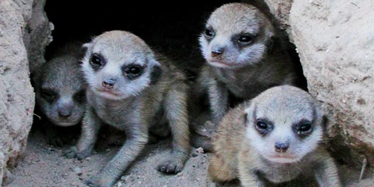Meerkat pups pay the cost when mom’s the boss