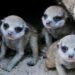 Meerkat pups pay the cost when mom’s the boss