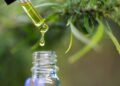 New Study Challenges Beliefs About CBD in Pregnancy, Reveals Unexpected Risks