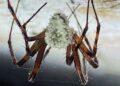 Scientists Discover “Zombie” Fungus That Seizes Control of Spiders, Suggest It Be Used for Human Medicine